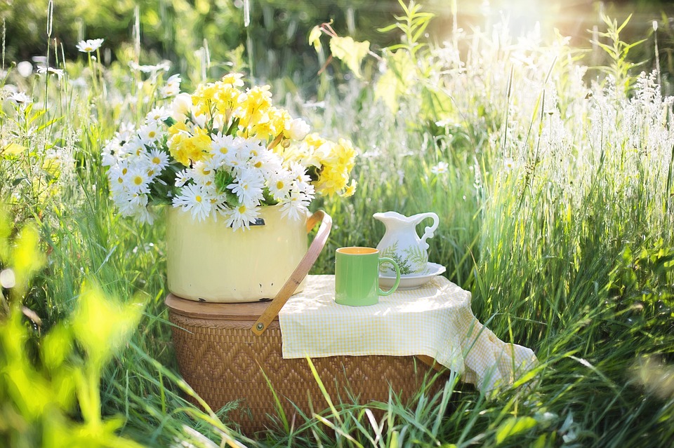 daisies 1466851 960 720