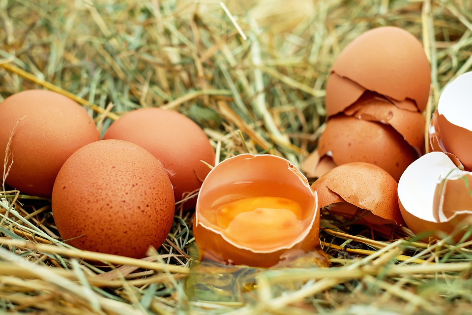 egg 1510449 960 720