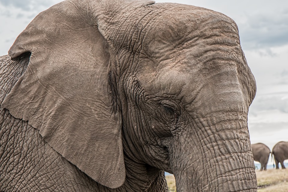 elephant 1526709 960 720