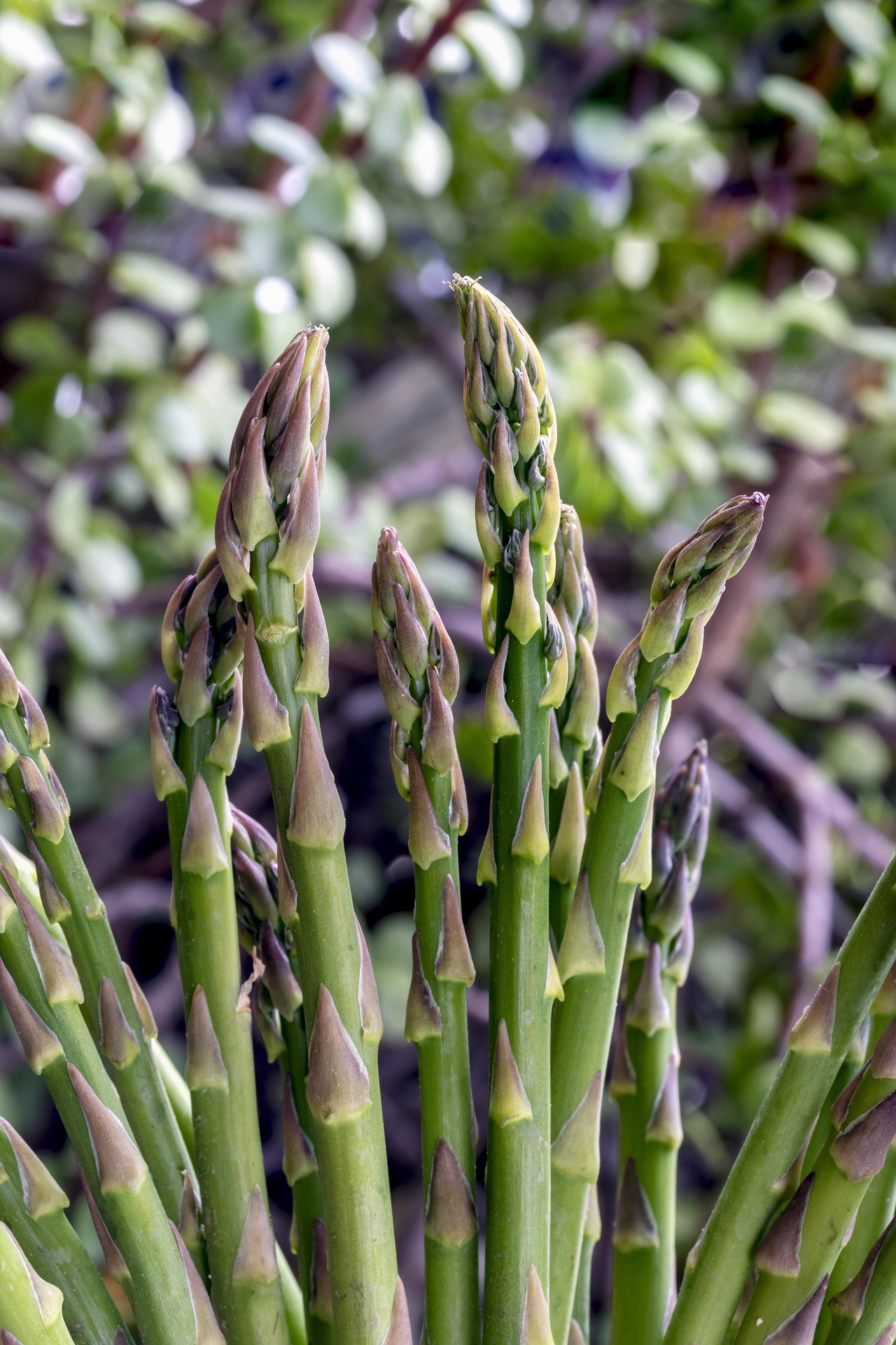 green asparagus 4501446 1920