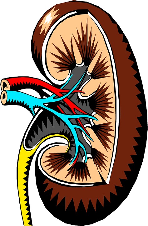 kidney 2183443 960 720