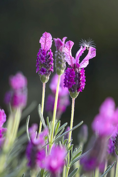 lavendar 1153405 960 720